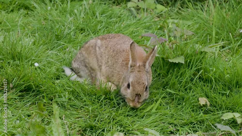 Wild Rabbit Feeding on Grass in Slow Motion
Wild Rabbit Feeding on Grass in Slow Motion