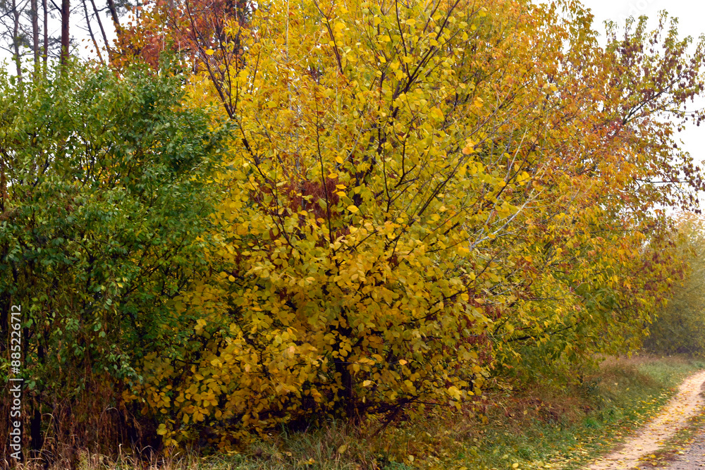 Fototapeta premium Autumn landscape. Trees and shrubs with yellow leaves.