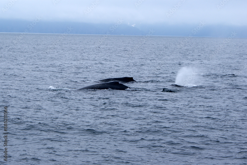 Humpback whales in Alaska in June Humpback whales in Alaska in June