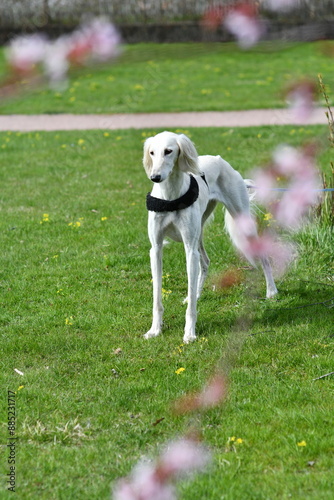 A cute dog is standing on the grass and looking around. White saluki, Persian Greyhound