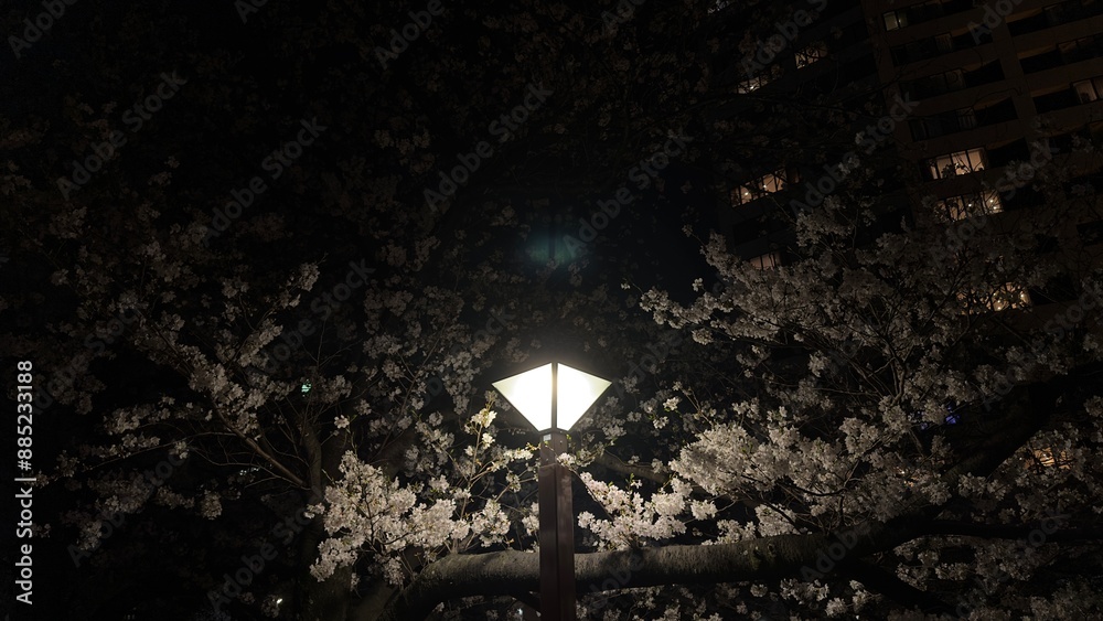 Light lamp surrounded by cherry blossom near nakameguro river Light lamp surrounded by cherry blossom near nakameguro river