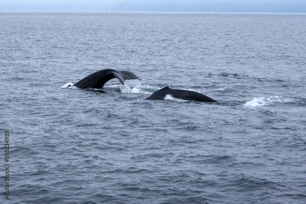Obraz premium Two humpback whales swimming in Alaska