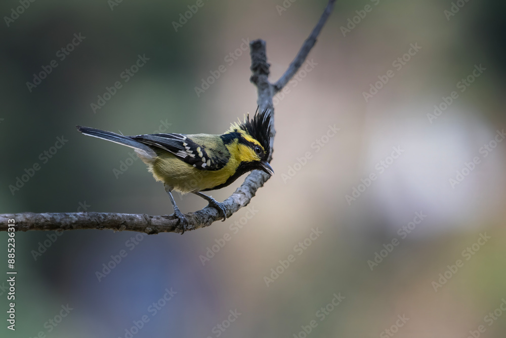 Obraz premium Black-lored Tit observed in Binsar in Uttarakhand, India