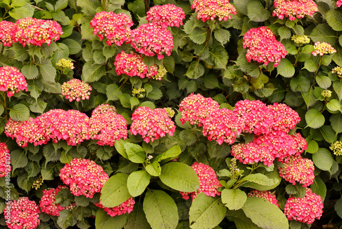 Hortensien (Hydrangea) Busch mit vielen Blüten 