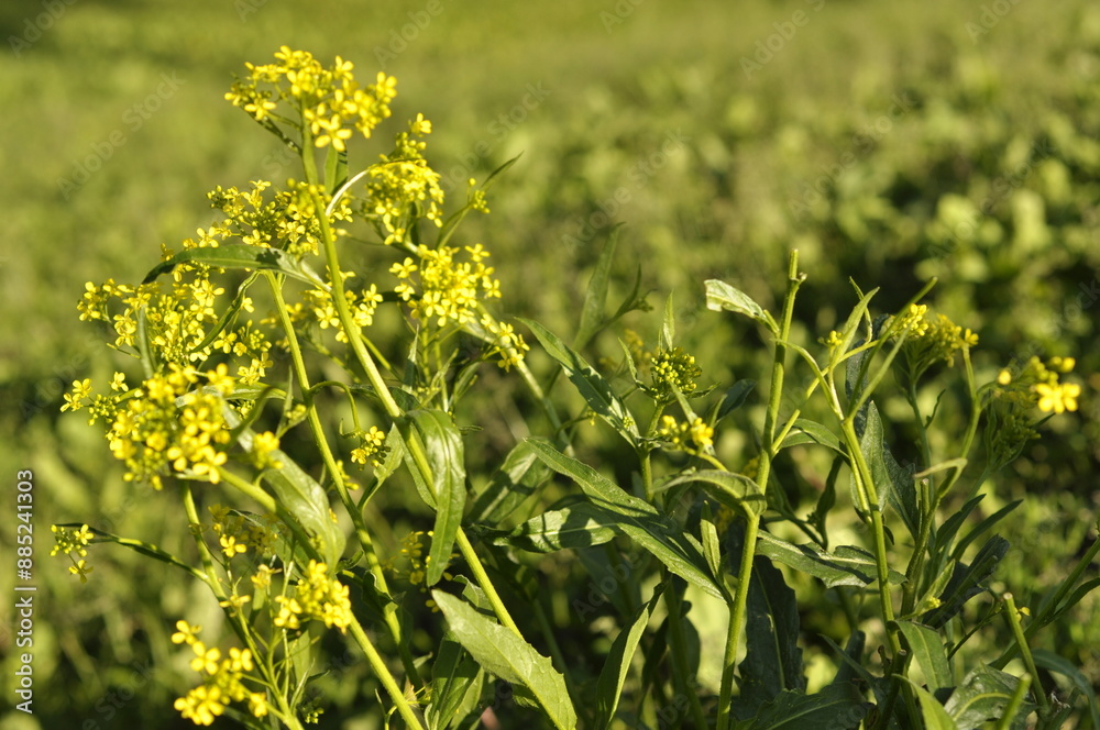 Obraz premium Bunias orientalis grows wild by the roadside and has yellow small flowers with pointed leafs. In springtime you can harvest, cook and eat it.