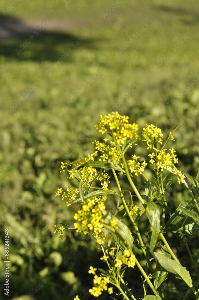 Obraz premium Bunias orientalis grows wild by the roadside and has yellow small flowers with pointed leafs. In springtime you can harvest, cook and eat it.