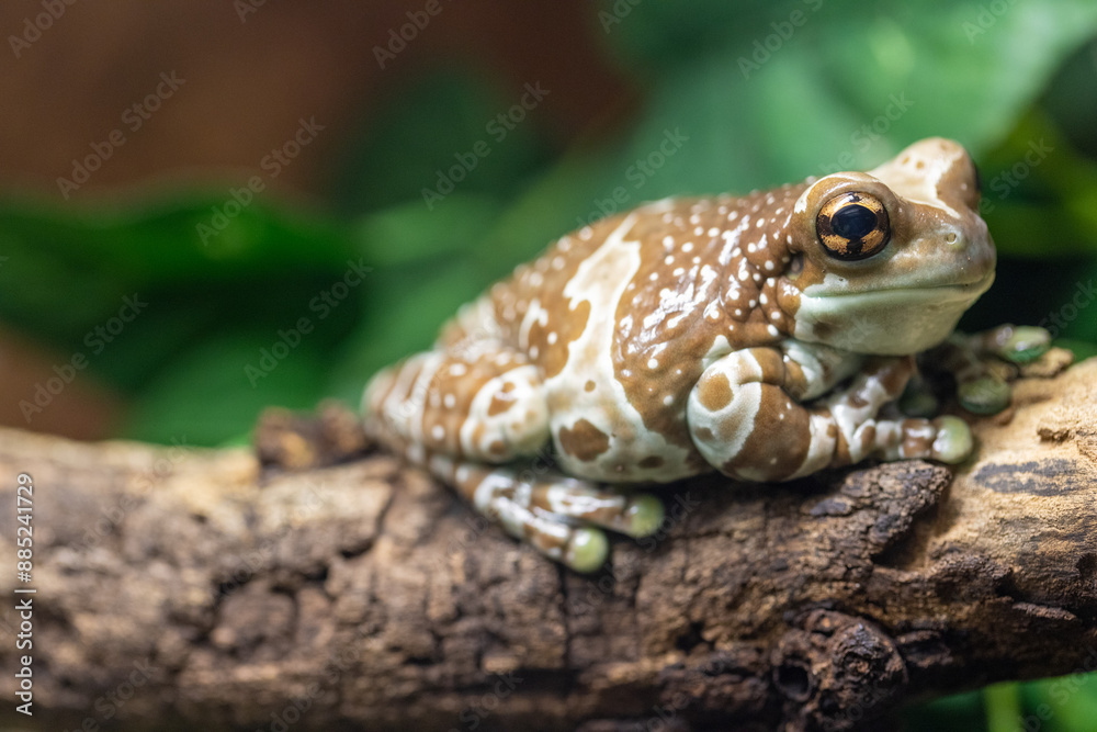 Obraz premium Detailed closeup of an Amazon milk frog, resting on a green branch in a colorful forest with intricate patterns