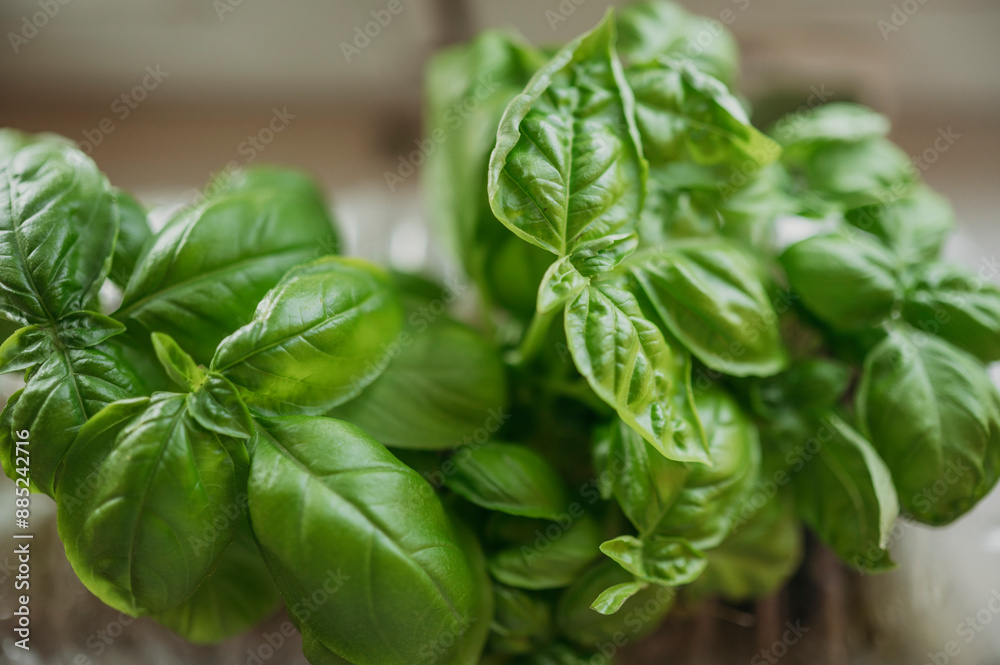Fresh green leaves of basil plant at home Fresh green leaves of basil plant at home