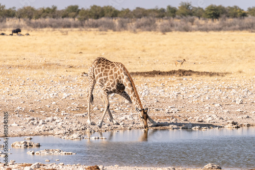 Angolan Giraffes -Giraffa giraffa angolensis- standing drinking from a waterhole in Etosha national park, Namibia.