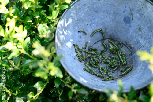 Boxwood borers in metallic bucket near plants at farm photo