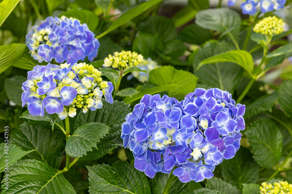 Blue hydrangea flowers in the hydrangea temple blooming in early summer. Blue hydrangea flowers in the hydrangea temple blooming in early summer.