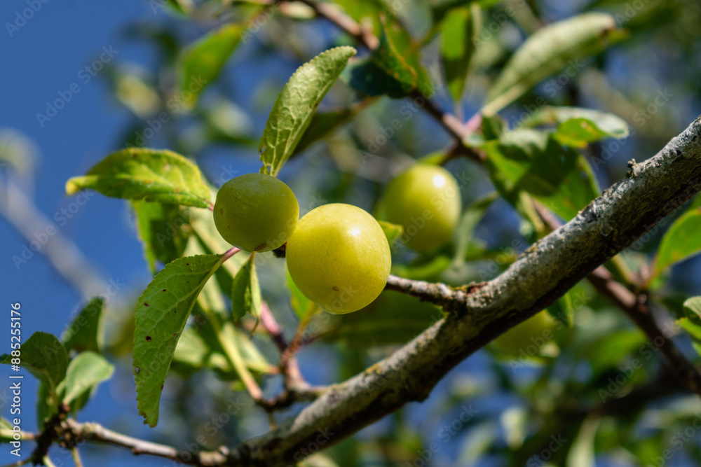 Green mirabelle plums ripening in an orchard, lorraine yellow gold, Metz, Nancy, prunus domestica Green mirabelle plums ripening in an orchard, lorraine yellow gold, Metz, Nancy, prunus domestica