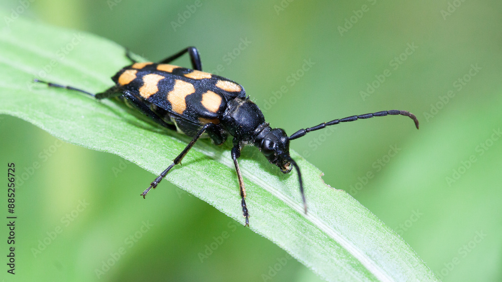 Naklejka premium beetle on a leaf