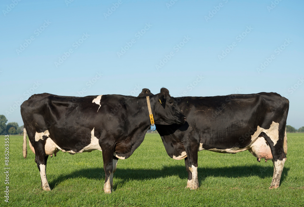 Holstein cows standing on grass in meadow under clear blue sky Holstein cows standing on grass in meadow under clear blue sky