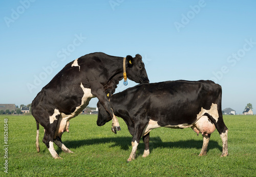 Holstein cows fighting with each other on grass in meadow photo