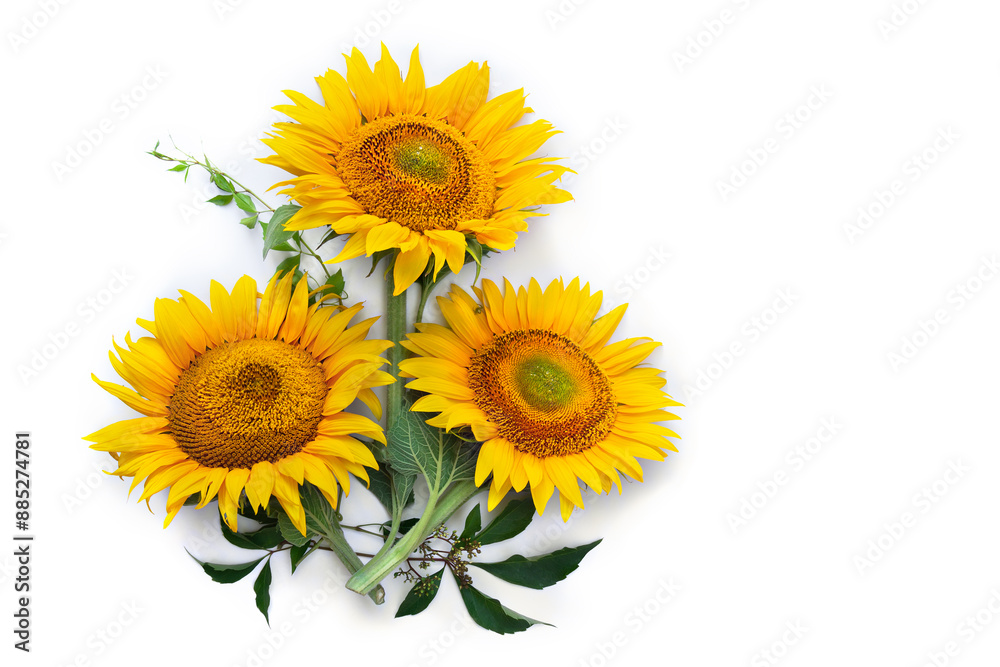 Fototapeta premium Flowers sunflower ( Helianthus annuus ) with leaves on white background with space for text. Top view, flat lay