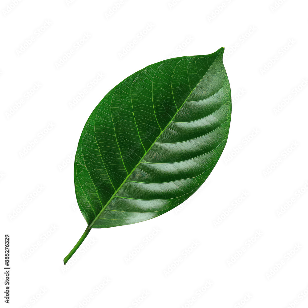 Obraz premium Green leaf on transparent background.