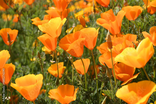 California poppies in a field