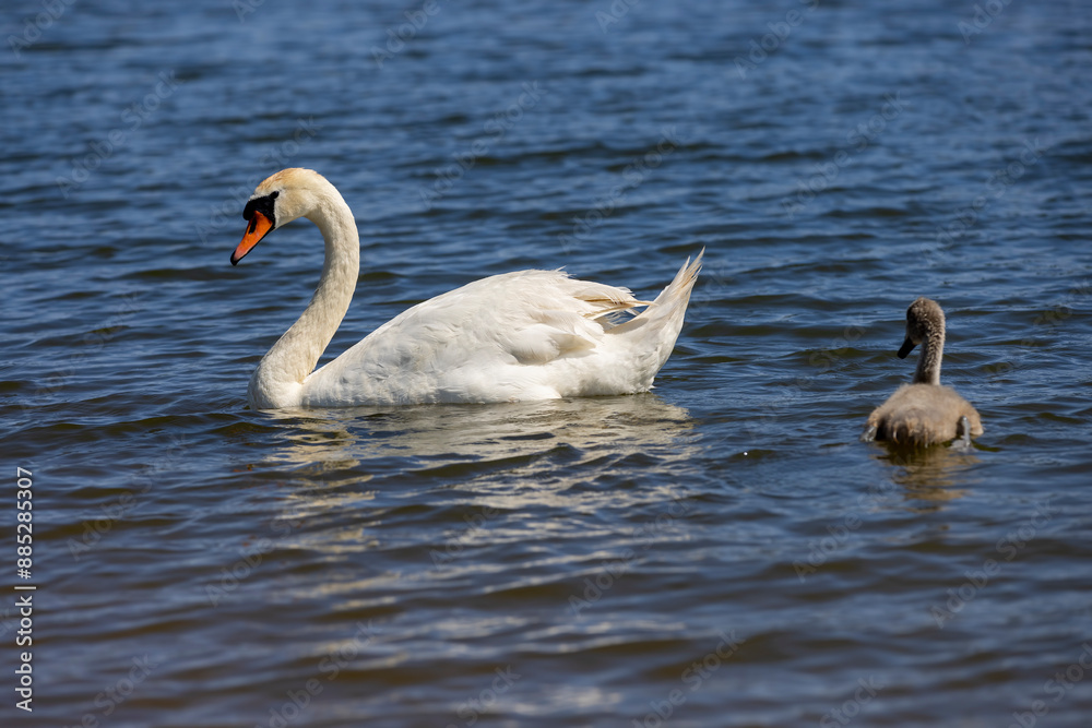 beautiful wild waterfowl swans in the summer season beautiful wild waterfowl swans in the summer season