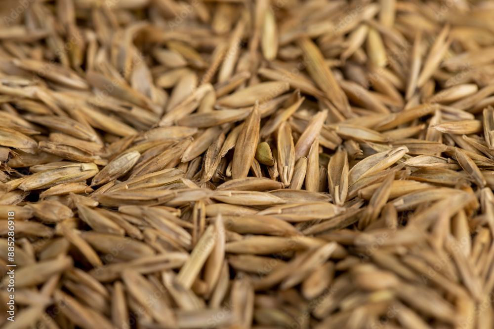 mixed seeds of perennial and annual grass for lawn mixed seeds of perennial and annual grass for lawn