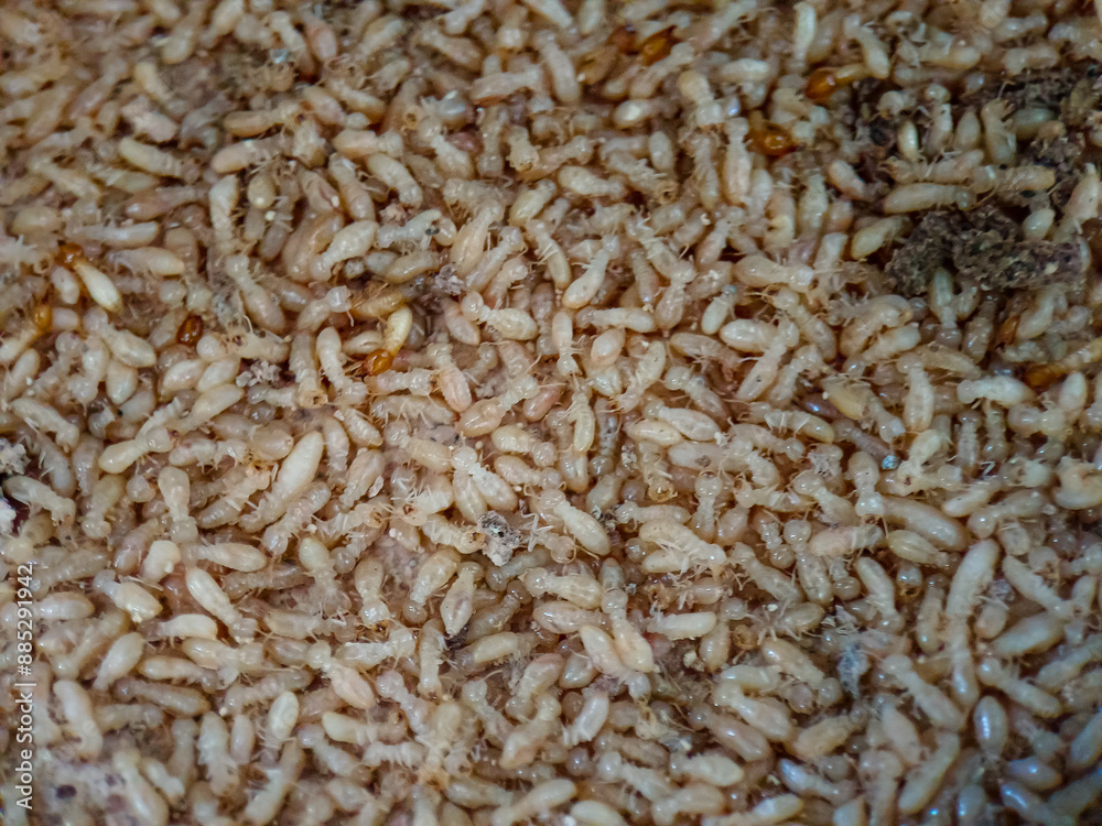 a pile of dead termites