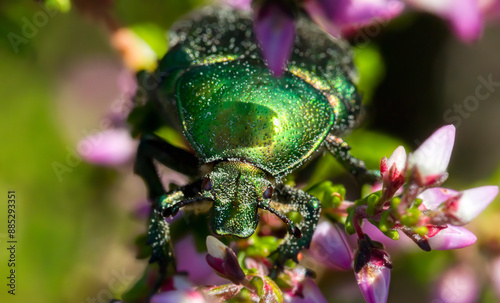 Close-Up of European Rose Chafer