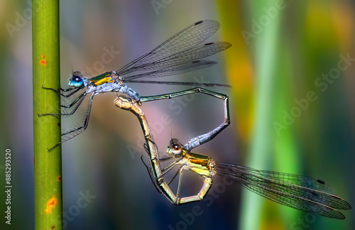 Close-Up of Male and Female Emerald Damselflies (Lestes Sponsa) Mating on a Straw, Forming a Heart photo