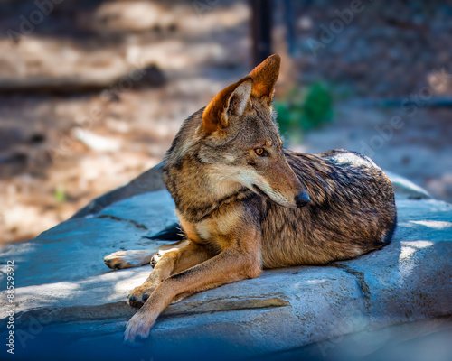 Red Wolf in the Zoo