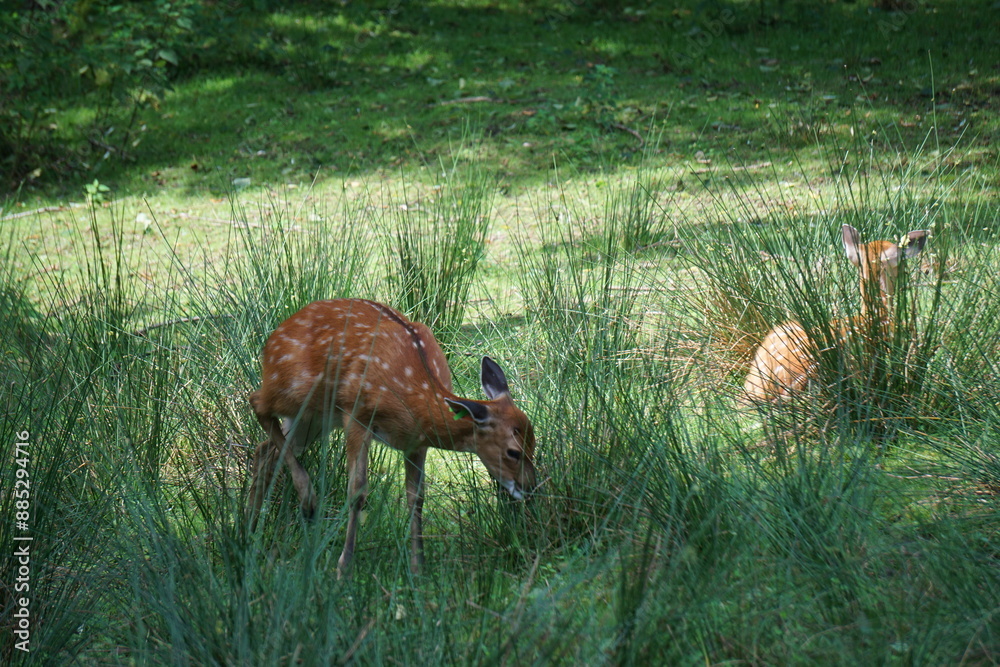 Jeleń jest zwierzęciem o harmonijnej budowie ciała. Samce noszą poroże nadające ich sylwetce swoiste piękno.