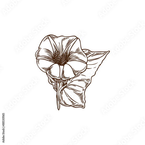 Botanical vector illustration with sweet potato flowers with leaves, perfect for creating a fresh