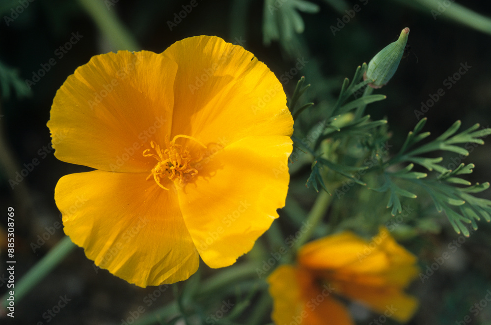 Eschscholzia californica, Pavot de Californie Eschscholzia californica, Pavot de Californie