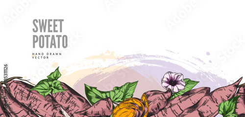 Sweet potatoes, flowers and leaves vector pattern border design. Hand drawn illustration of ripe yam whole and slice, farm vegetable batatas. Agriculture tuber plant, natural healthy food
