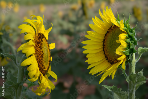 Vivid sunflowers face each other