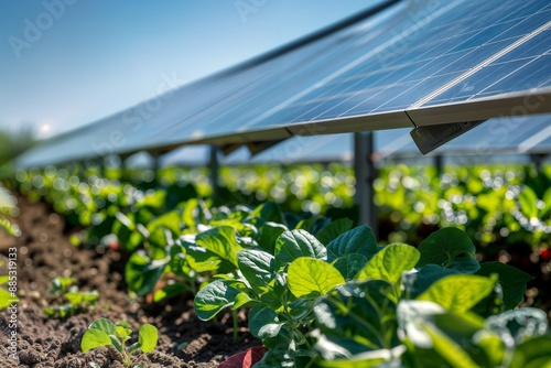 Solar Farming. Solar panels above crops in field. photo