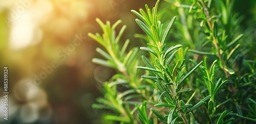 rosemary plant with blur effect background and light beams from the side