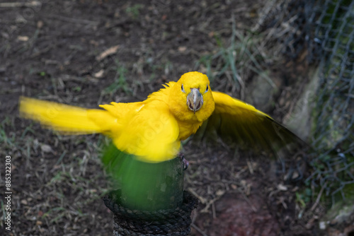 Golden parakeet (Guaruba) (ararajuba)  photo