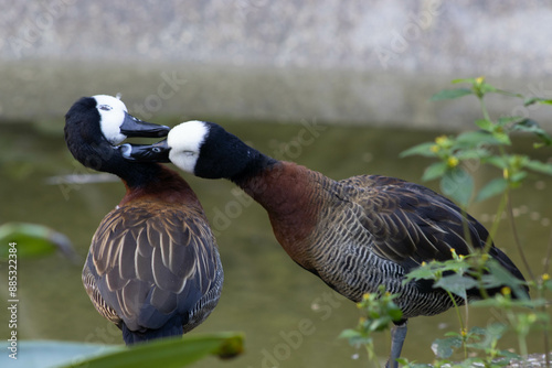 White-faced whistling duck (Irerê) couple
 photo