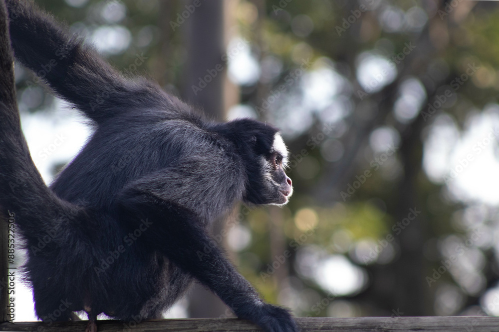 spider monkey in profile (macaco aranha) spider monkey in profile (macaco aranha)