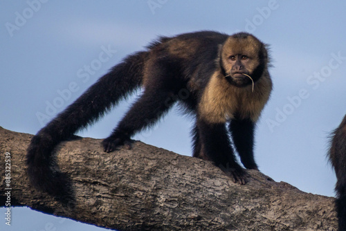 Macaco prego puppy (capuchin monkey)