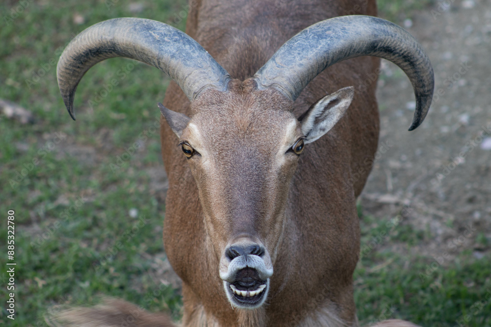 Goat laughing close-up Goat laughing close-up