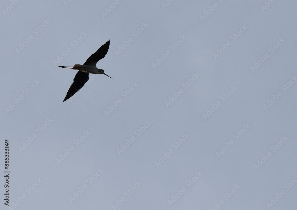 avocet flying, suscinio, castel of suscinio, brittany, golf of morbihan, tourism, beauty of brittany avocet flying, suscinio, castel of suscinio, brittany, golf of morbihan, tourism, beauty of brittany