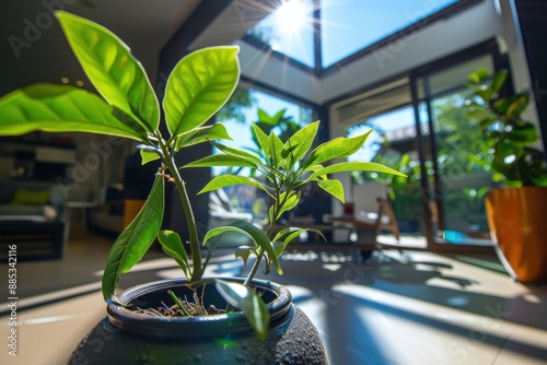 A young green plant is growing in a black pot, basking in the bright sunlight that fills an open indoor space, symbolizing new beginnings and vitality. photo