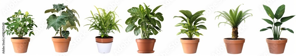 Potted exotic house plants on white shelf against white wall. Decoration banner for home gardens. Collection of various houseplants displayed in ceramic pots with transparent background. Potted exotic house plants on white shelf against white wall. Decoration banner for home gardens. Collection of various houseplants displayed in ceramic pots with transparent background.