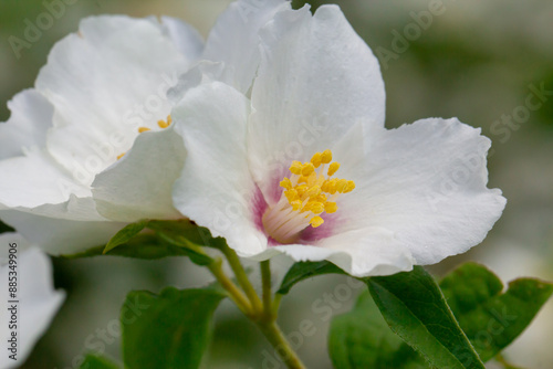 jasmine flowers on branches with green leaves