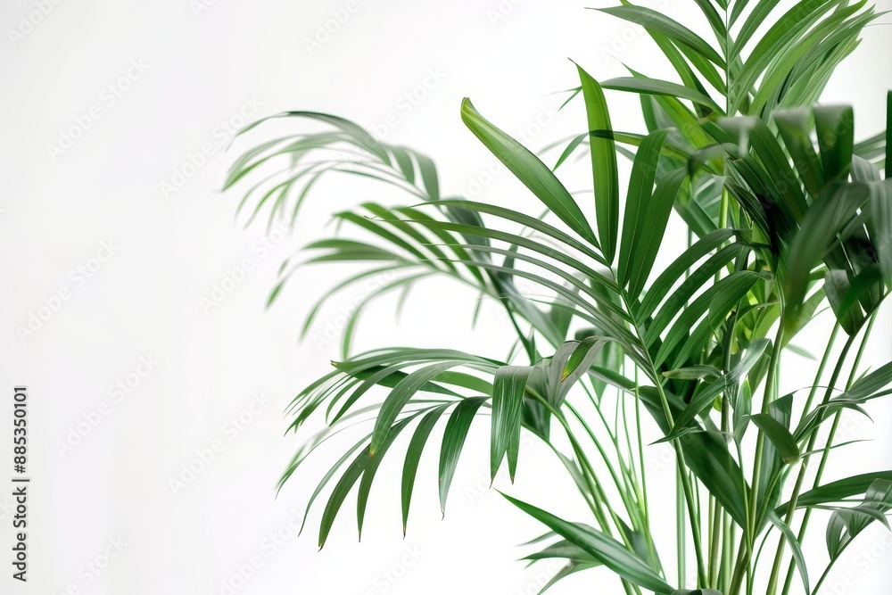 Obraz premium Indoor palm plant with green leaves, isolated on white. Chamaedorea is also known as the parlor palm plant.