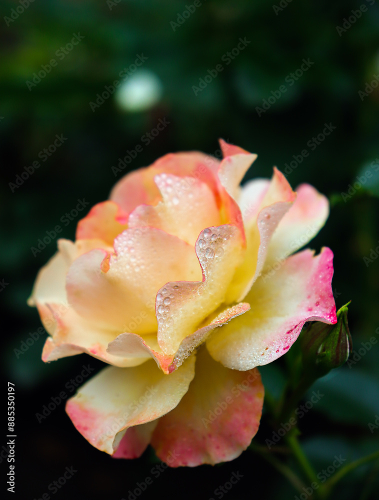Beautiful peach colored rose. Rose with raindrops. Beautiful peach colored rose. Rose with raindrops.