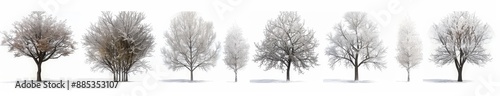 Wallpaper Mural An illustration of elm trees isolated on a white background. Conceptual 3D illustration for nature, ecology, conservation, strength, endurance, force, and life. Torontodigital.ca