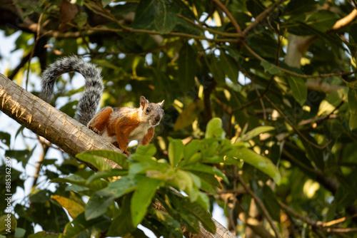 variegated Squirrel in a tree in Monteverde in Costa Rica