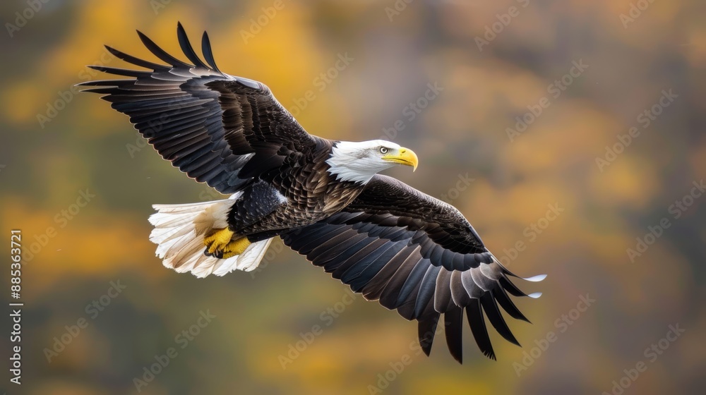 Fototapeta premium Majestic Bald Eagle Soaring at Dawn