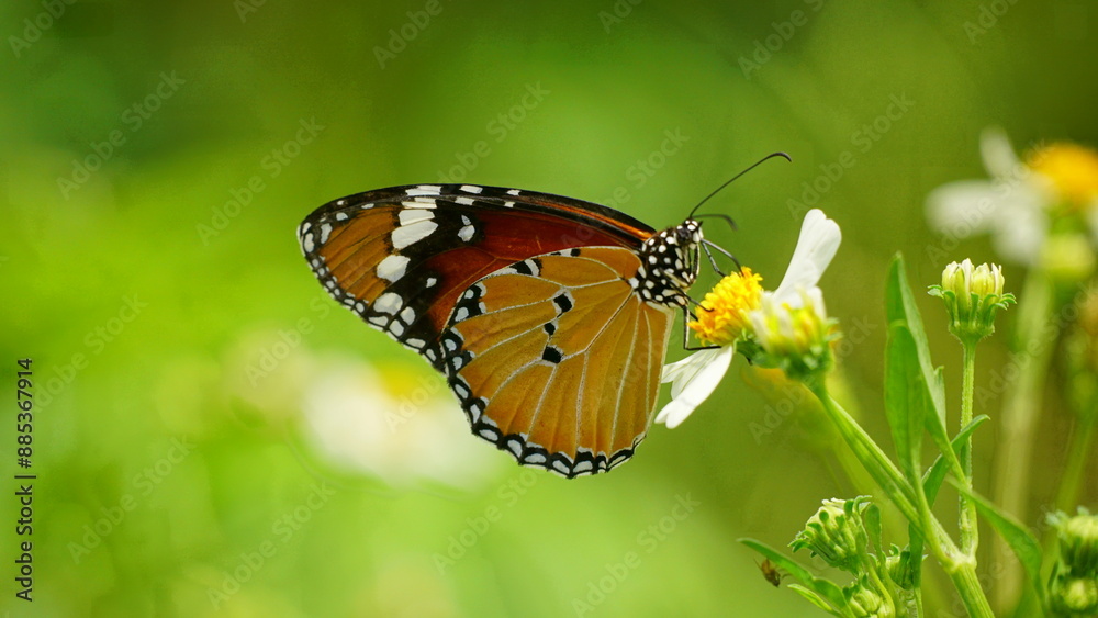 Fototapeta premium Close-up of wild Danaus chrysippus butterfly